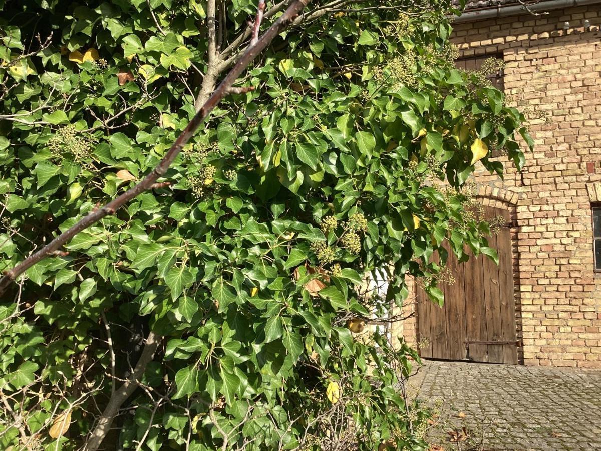 Haus Lies Apartment Rehfelde Exterior photo